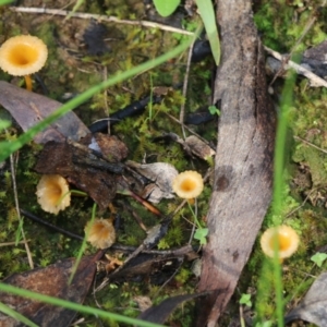 Lichenomphalia chromacea at Wodonga, VIC - 5 Sep 2021