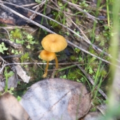 Lichenomphalia chromacea at Wodonga, VIC - 5 Sep 2021 10:19 AM