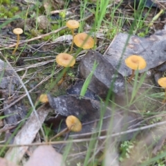 Lichenomphalia chromacea at Wodonga, VIC - 5 Sep 2021