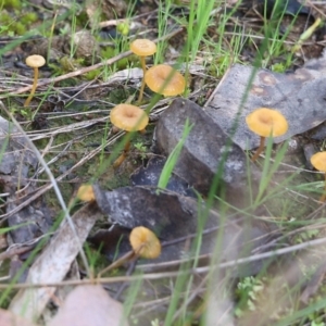 Lichenomphalia chromacea at Wodonga, VIC - 5 Sep 2021