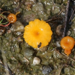Lichenomphalia chromacea (Yellow Navel) at Wodonga, VIC - 5 Sep 2021 by Kyliegw