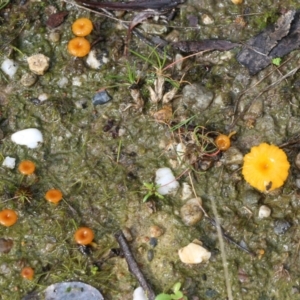 Lichenomphalia chromacea at Wodonga, VIC - 5 Sep 2021