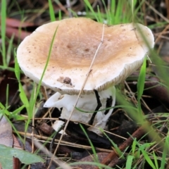 Unidentified Cap on a stem; gills below cap [mushrooms or mushroom-like] at Wodonga, VIC - 5 Sep 2021 by Kyliegw