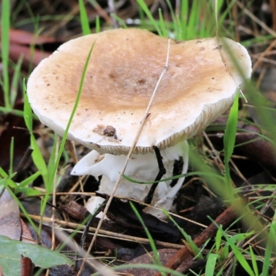 Unidentified Cap on a stem; gills below cap [mushrooms or mushroom-like] at Wodonga, VIC - 5 Sep 2021 by Kyliegw