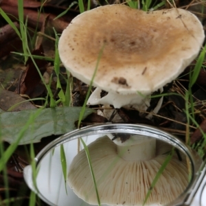 Amanita sp. at Wodonga, VIC - 5 Sep 2021 10:32 AM