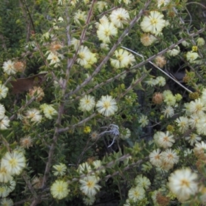 Acacia gunnii at Bruce, ACT - 21 Aug 2021 02:44 PM