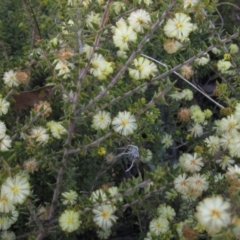 Acacia gunnii (Ploughshare Wattle) at Bruce, ACT - 21 Aug 2021 by pinnaCLE