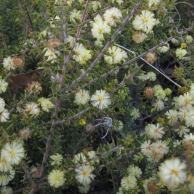 Acacia gunnii (Ploughshare Wattle) at Gossan Hill - 21 Aug 2021 by pinnaCLE