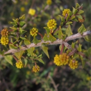 Acacia gunnii at Bruce, ACT - 21 Aug 2021 02:44 PM