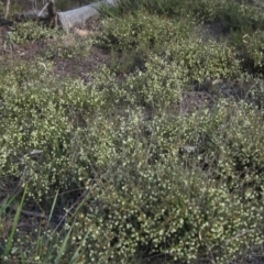 Acacia gunnii (Ploughshare Wattle) at Gossan Hill - 21 Aug 2021 by pinnaCLE