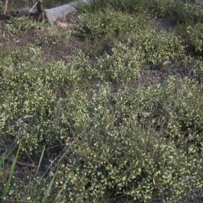 Acacia gunnii (Ploughshare Wattle) at Bruce, ACT - 21 Aug 2021 by pinnaCLE