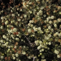 Acacia gunnii at Bruce, ACT - 21 Aug 2021