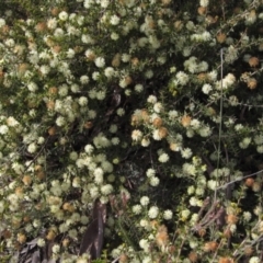 Acacia gunnii (Ploughshare Wattle) at Bruce Ridge to Gossan Hill - 21 Aug 2021 by pinnaCLE