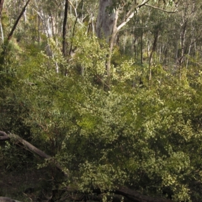 Acacia genistifolia (Early Wattle) at Bruce Ridge to Gossan Hill - 21 Aug 2021 by pinnaCLE