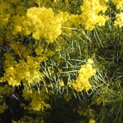 Acacia boormanii (Snowy River Wattle) at The Pinnacle - 2 Sep 2021 by pinnaCLE