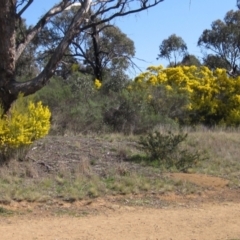 Acacia boormanii at Hawker, ACT - 2 Sep 2021