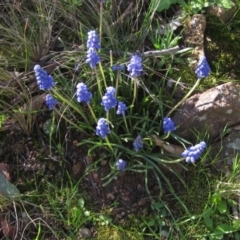 Muscari armeniacum (Grape Hyacinth) at Hawker, ACT - 2 Sep 2021 by pinnaCLE