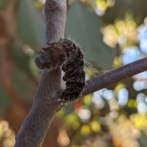 Delias harpalyce at Tuggeranong DC, ACT - suppressed