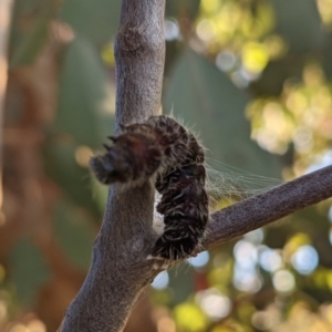 Delias harpalyce at Tuggeranong DC, ACT - suppressed