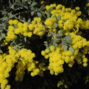 Acacia vestita at Hawker, ACT - 2 Sep 2021