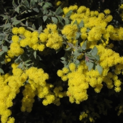 Acacia vestita (Hairy Wattle) at The Pinnacle - 2 Sep 2021 by pinnaCLE