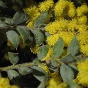 Acacia vestita at Hawker, ACT - 2 Sep 2021