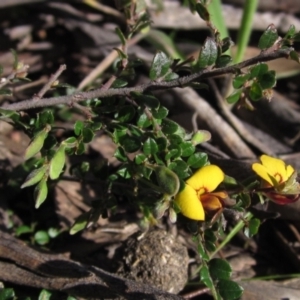 Bossiaea buxifolia at Hawker, ACT - 2 Sep 2021