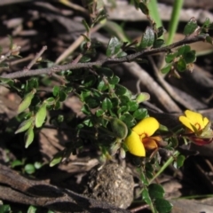 Bossiaea buxifolia (Matted Bossiaea) at Hawker, ACT - 2 Sep 2021 by pinnaCLE