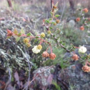 Acacia gunnii at Hawker, ACT - 5 Sep 2021