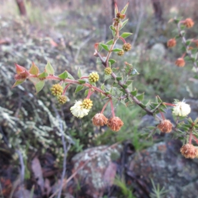 Acacia gunnii (Ploughshare Wattle) at Hawker, ACT - 5 Sep 2021 by sangio7