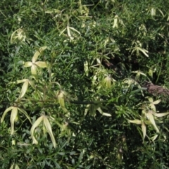 Clematis leptophylla (Small-leaf Clematis, Old Man's Beard) at The Pinnacle - 2 Sep 2021 by pinnaCLE