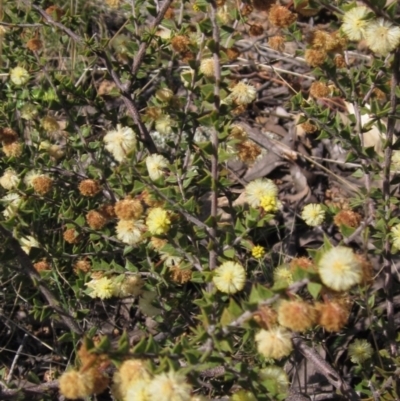 Acacia gunnii (Ploughshare Wattle) at The Pinnacle - 2 Sep 2021 by pinnaCLE