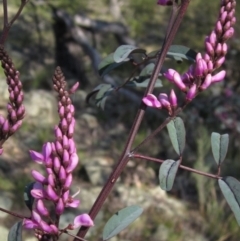 Indigofera australis subsp. australis (Australian Indigo) at Hawker, ACT - 2 Sep 2021 by pinnaCLE