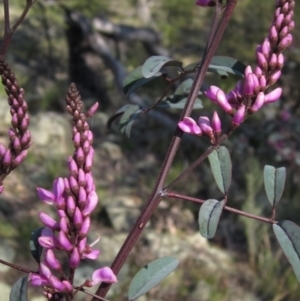 Indigofera australis subsp. australis at Hawker, ACT - 2 Sep 2021 02:50 PM