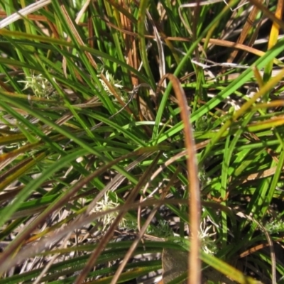 Carex breviculmis (Short-Stem Sedge) at The Pinnacle - 2 Sep 2021 by pinnaCLE