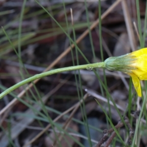 Microseris walteri at Downer, ACT - 5 Sep 2021