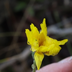 Microseris walteri at Downer, ACT - 5 Sep 2021