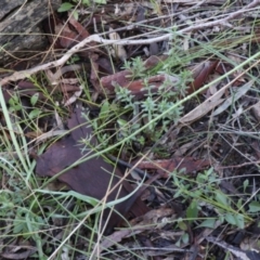 Microseris walteri at Downer, ACT - 5 Sep 2021