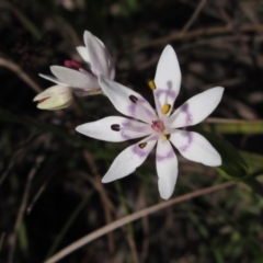 Wurmbea dioica subsp. dioica (Early Nancy) at Hawker, ACT - 1 Sep 2021 by pinnaCLE