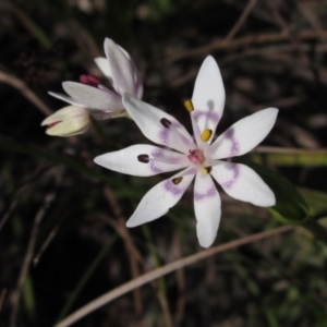 Wurmbea dioica subsp. dioica at Hawker, ACT - 1 Sep 2021