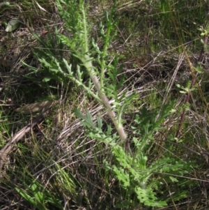 Senecio bathurstianus at Hawker, ACT - 1 Sep 2021 03:15 PM