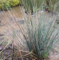 Juncus remotiflorus (Diffuse Rush) at Greenleigh, NSW - 4 Sep 2021 by LyndalT