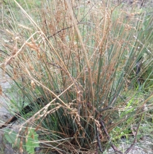 Juncus remotiflorus at Greenleigh, NSW - 5 Sep 2021 09:17 AM