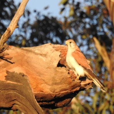 Falco cenchroides (Nankeen Kestrel) at Kambah, ACT - 5 Sep 2021 by HelenCross