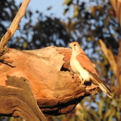 Falco cenchroides (Nankeen Kestrel) at Lions Youth Haven - Westwood Farm - 5 Sep 2021 by HelenCross