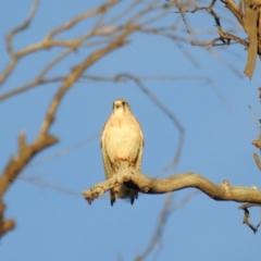 Falco cenchroides at Kambah, ACT - 5 Sep 2021