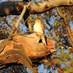 Falco cenchroides at Kambah, ACT - 5 Sep 2021