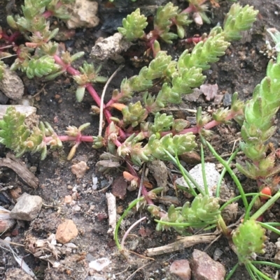 Crassula sieberiana (Austral Stonecrop) at Bruce Ridge to Gossan Hill - 3 Sep 2021 by Ned_Johnston