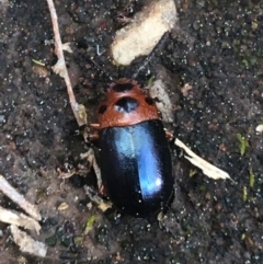 Calomela moorei (Acacia Leaf Beetle) at Bruce Ridge to Gossan Hill - 3 Sep 2021 by Ned_Johnston