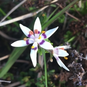 Wurmbea dioica subsp. dioica at Bruce, ACT - 3 Sep 2021 03:30 PM